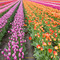 Tulip Fields Yarrow