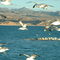 Lake Mead