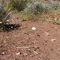 Mojave Desert Sidewinder Rattlesnake