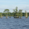 Reelfoot Lake, TN (Upper Blue Basin)
