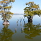Cypress at Reelfoot Lake