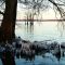 Reelfoot Lake TN