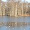 cypress and decoys