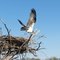 Osprey Leaving the Nest