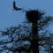 Osprey coming in to feed the chicks