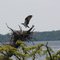 One of the many birds of the lake