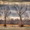 Two Trees