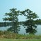 Twin trees on Lake Providence