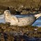 Seal Living the Good Life