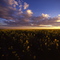 Fields of Gold, Eastern Washington