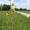 Compass Plant, 343rd street
