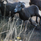 Running herd