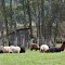 Compass Rose Farm