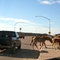 Kayenta; Main Street, Horses