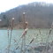 Cattails on Cranks Creek
