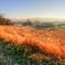 Morning, Twp. Rd. 92 near Millersburg