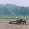 Amish working the fields