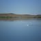 Pelican on Sheep Creek Reservoir