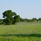 Bluebonnets on South Meyersville Road north of Chappell Hill
