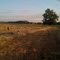 Making hay...