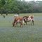 Longhorns and Bluebonnets near Brenham, TX