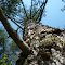 Jack Pine