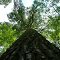 Old Growth White Pine