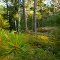 Moss Bed