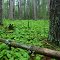 Forest Floor