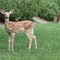 Fawn at Lake Mohawk