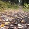 forest path