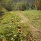 Pumpkin Patch