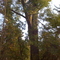 Big Tree