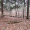 Forest by Townline Lake, Lakeview, Michigan