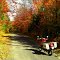 Casey Rd, Union Falls, NY. oct 12, 2008.