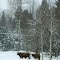  First day of spring, Highland Cattle in a snow storm, Sugarbush, NY, march 20, 2013