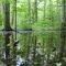 Ohio Swamp