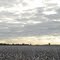 Cotton Field ready for Harvesting, Sasser, Georgia