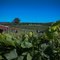 Barton Orchards