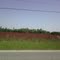 Field of red clover between Kinston & Samson on Rt. 52