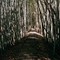 Wilderness Park bamboo grove