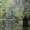 cypress tree
