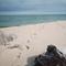 Chappaquiddick Beach