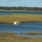 Egret by Poucha Pond, Chappaquiddick