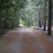 Forest Track