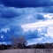Dandylions in a field - IR