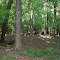 Van Horne Woods