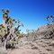 Joshua Tree Forest