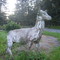  Bucky standing guard at Shapanack