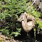 Black Dome Hemlock